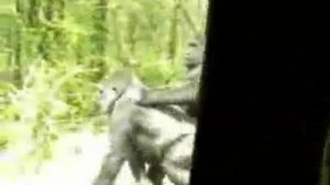 Как и люди занимаются сексом