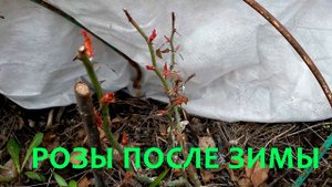 Розы после зимы / как реанимировать розы после зимы? чем полить розы после зимы?