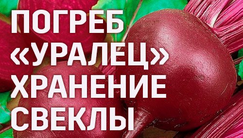 Когда убирать и как хранить свеклу. Когда убирать и как хранить свеклу