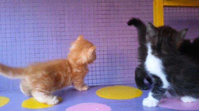 Tingkah lucu kucing munchkin смотреть онлайн