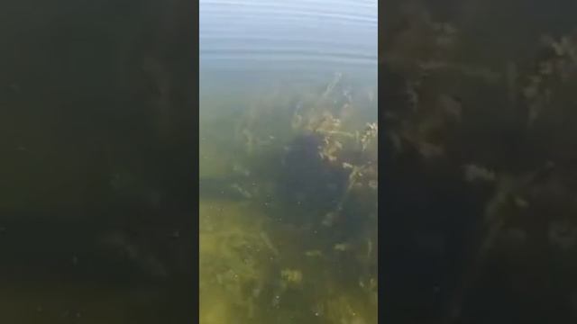 змееголов охраняет свое потомство. #змееголов