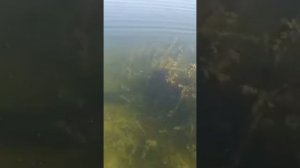 змееголов охраняет свое потомство. #змееголов