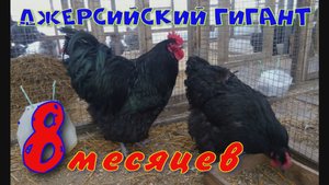 8 месяцев.mp4