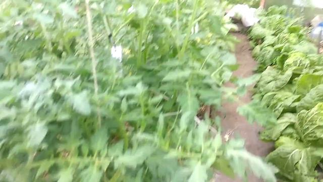 ОБЗОР МОЕЙ ТЕПЛИЦЫ | ПЕКИНСКАЯ КАПУСТА смотреть онлайн