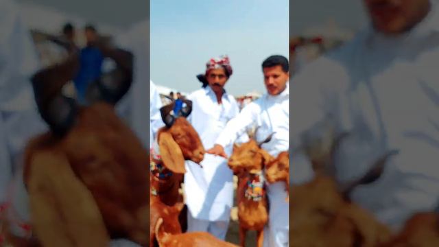 #2022 #pakistan subscribe Karen , گلابی ٹاپری | #sabir #goat #farm #gaming #bakra #gaming #video