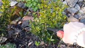 Размножение  самшита черенками