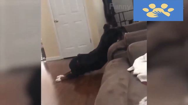 Юмор Для Поднятия Настроения | Помощь Животным | Я Ржал Целый Час | Приколы Дикие смотреть онлайн