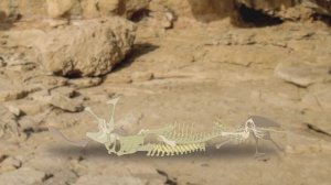 Dinosaur bone puzzle study | What shape are dinosaur bones? | What did the dinosaurs eat?|공룡의 뼈를 찾아