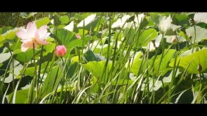 Озеро лотосов.