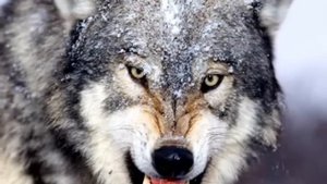 Э. Сетон-Томпсон "Лобо"