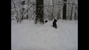 Зимняя сказка