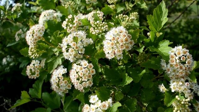 Цветы пузыреплодника для картин в технике ошибана. Соберу и засушу. Смотрим на результат. смотреть онлайн