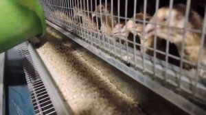 Клетка для Перепелов на 1000 голов с системой пометоудаления _Комфорт_ от CrazyFerma