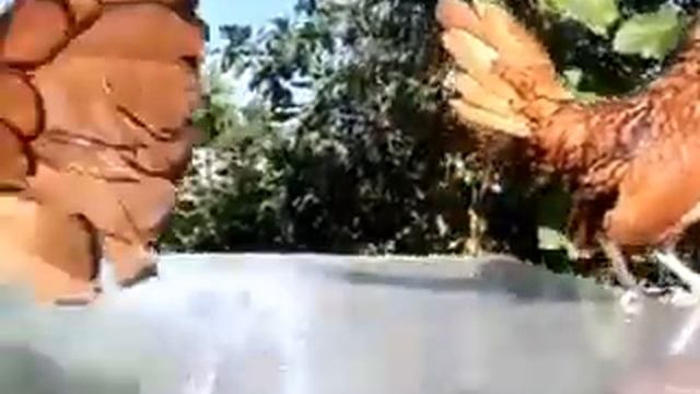 Сибрайты золотистые смотреть онлайн