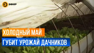 Из-за майских холодов дачники Казани могут остаться без урожая