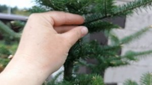 Колонии Мучнистого червеца (Pseudococcidae) на пихте бальзамической (Abies balsamea). Май 2023 .