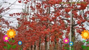 Яблоня декоративная Ред Сентинел. Краткий обзор, описание характеристик malus Red Sentinel