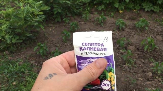 Чем обработать Антракоз, болезнь  которую нужно лечить!