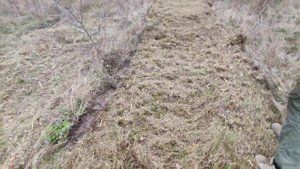 Садовая косилка Буковинка в работе