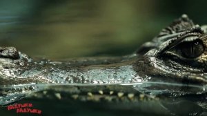 УЧИМ ЖИВОТНЫХ АФРИКИ / РАЗВИВАЮЩИЕ МУЛЬТИКИ ДЛЯ ДЕТЕЙ