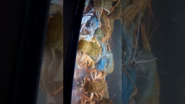 Ползают живые раки VID 20150106 144409 смотреть онлайн