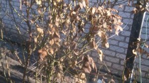 обрезка взрослой плетистой розы весной.