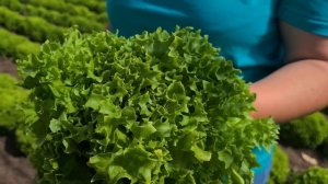 Лучший сорт листового салата. Хрустящий листовой салат без горечи.