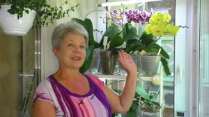 РЕАНИМАЦИЯ ОРХИДЕИ // УСПЕХИ и НЕУДАЧИ //  Аркс Рей, и другие реанимашки...