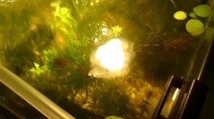 Мальки гуппи эндлера