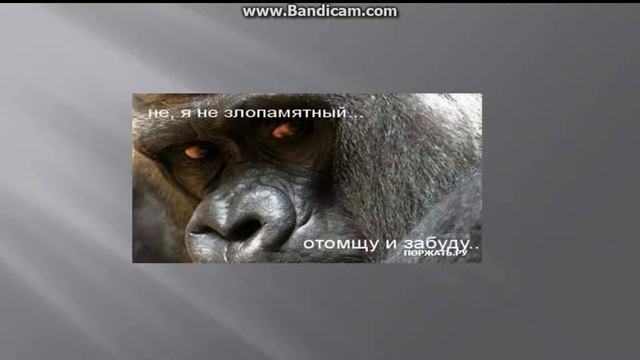 Смешные картинки с животными.