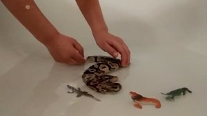 Питон купается в ванной с игрушками ? Королевский питон ? Региус