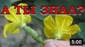 ПУСТОЦВЕТ на огурцах, что делать?