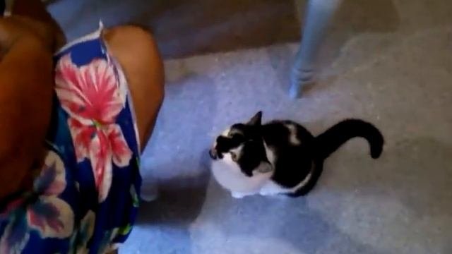 Кошка. Кошка Маркиза. Интересное видео. Прикольная кошка.