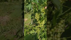 Красная смородина "Натали"