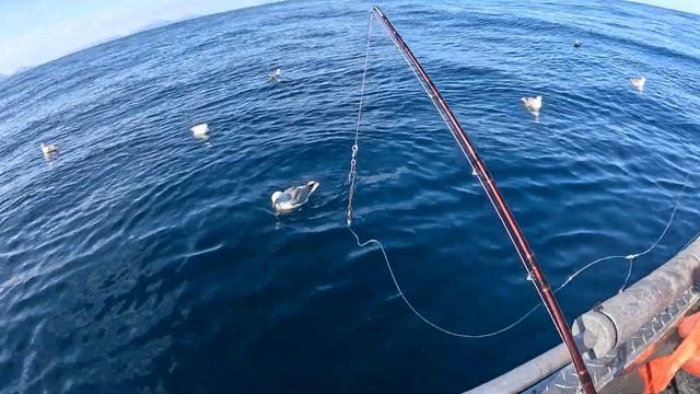 Супер рыбалка в Норвегии на острове Сороя. Морской черт и окунь! Fishing in Norway. Soroy island. смотреть онлайн