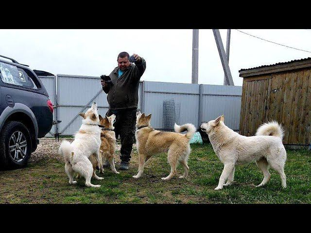 Весенний выпуск лаек