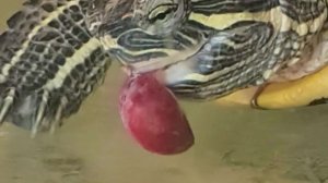 Черепаха красиво ест виноград (4 серия), более 3000 просмотров в инсте.
А вы чем кормите черепах?