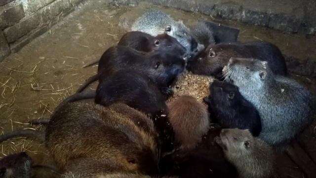 МЯСО НУТРИИ. Полезно или вредно?