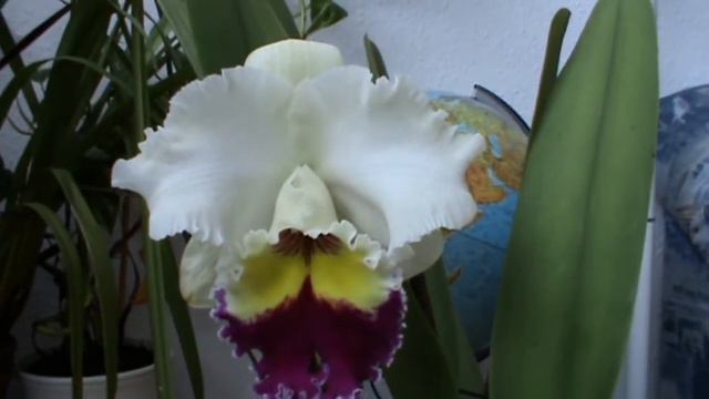 Cattleya - Blc. Chian - Tzy Lass 'Triple Colors' смотреть онлайн
