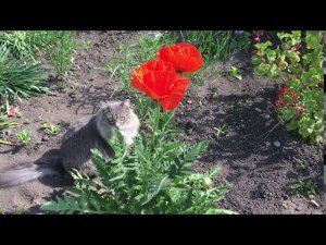 СМЕШНЫЕ КОШКИ И КОТЫ. Кошка просится на руки