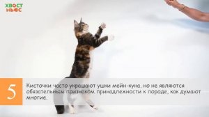 8 интересных фактов про мейн-куна