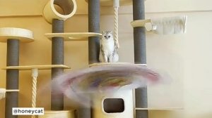 Супер реакция кошек