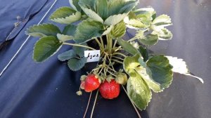 Азия - клубника, описание сорта (Итальянский сорт)