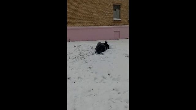 Уроки рестлинга от Владоса и Димаса смотреть онлайн