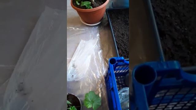 ПЕЛАРГОНИЯ[ГЕРАНЬ]размножения черенками💥 смотреть онлайн