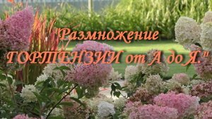 Размножение ГОРТЕНЗИИ от А до Я