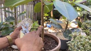 HOW TO CREATE AERIAL ROOTS ON BONSAI | RUBBER TREE BONSAI LEMON LIME