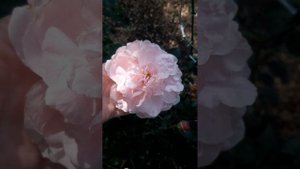 Роза Дам де Шаненсо