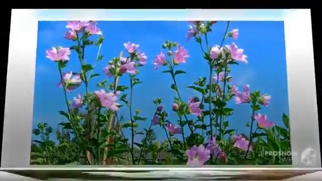 Цветы Мальвы (Malva flower)