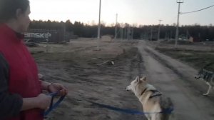 Эва - племянница арктической волчицы Фурии. Гуляем с волками